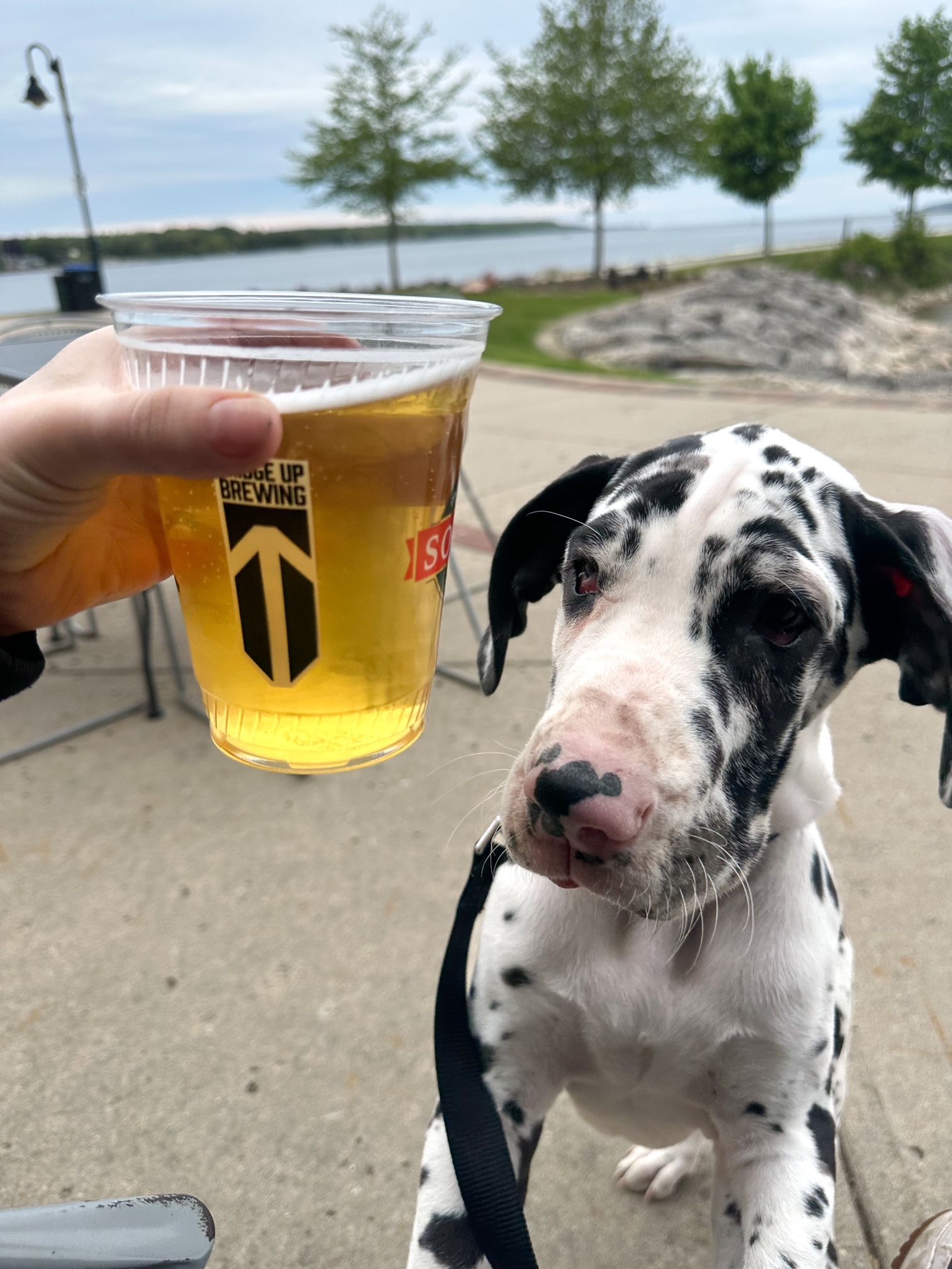 Door County with Dogs: Your Pet-Friendly Summer Guide
