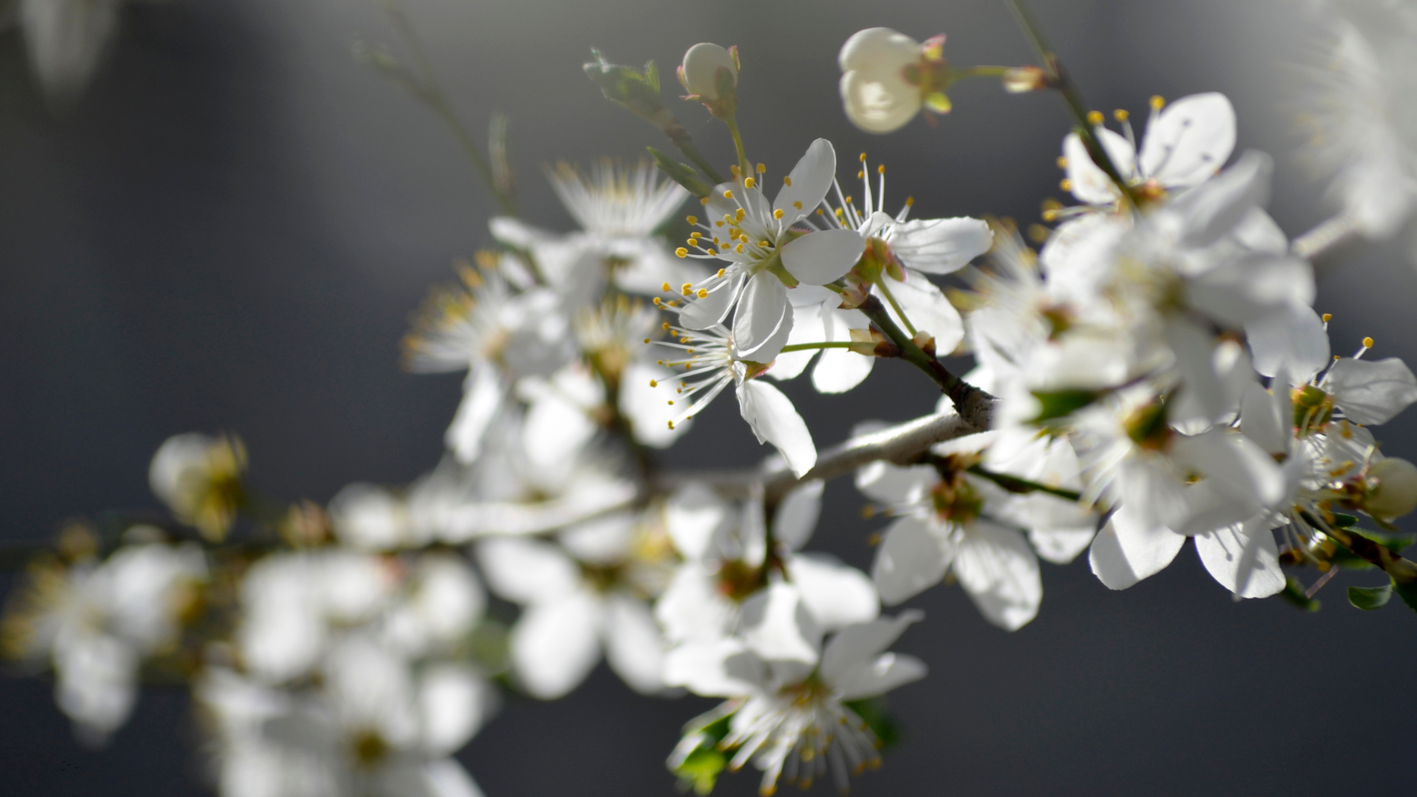 Experience Cherry Blossom Season in Door County, Wisconsin – 2025 Guide